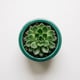 Succulent plant in teal ceramic pot — symbolizing happier employees and personal workspace in hot desking